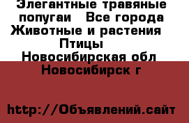 Элегантные травяные попугаи - Все города Животные и растения » Птицы   . Новосибирская обл.,Новосибирск г.